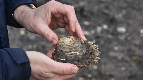 one of our oysters