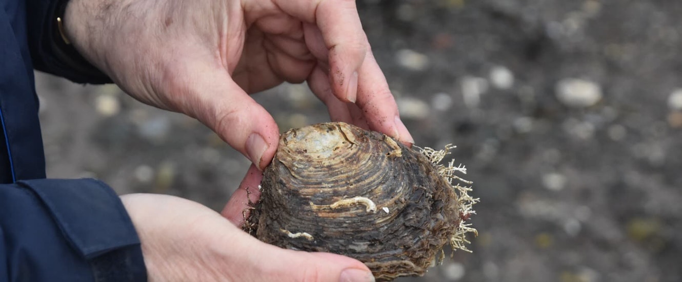 one of our oysters