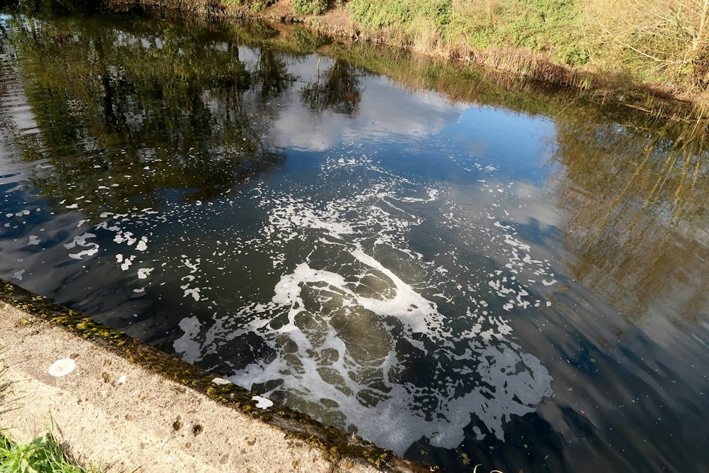 Mushrooms Can Clean Our Rivers. But Water Firms Should