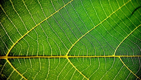 Close-up of a green leaf showing detailed veins in yellow and green