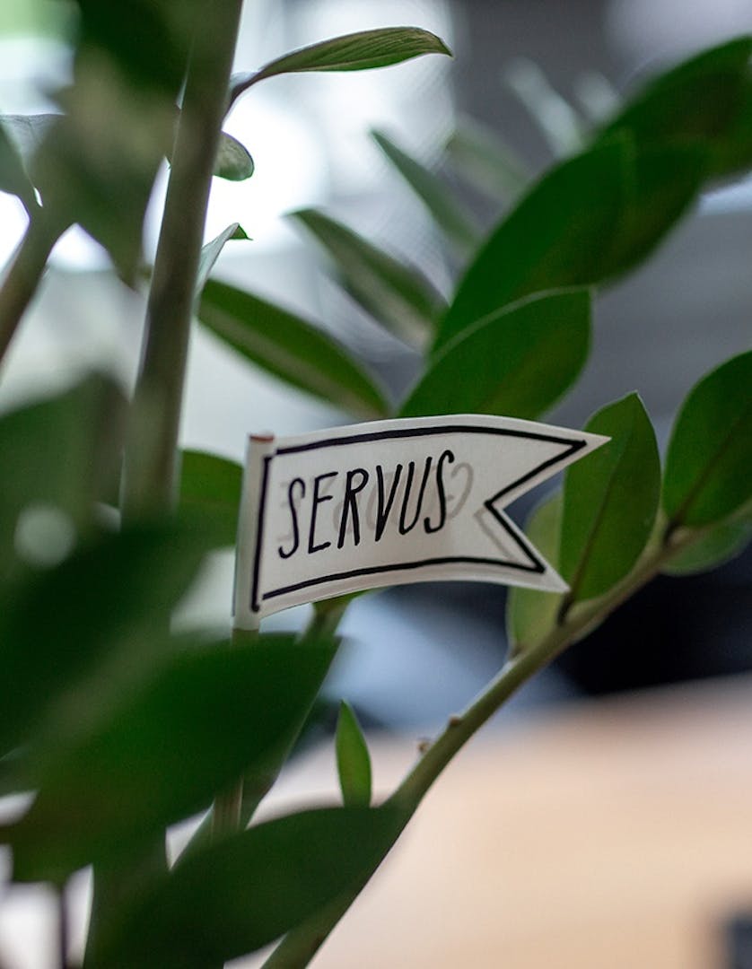 Plant marker labeled "SERVUS" attached to a potted plant stem