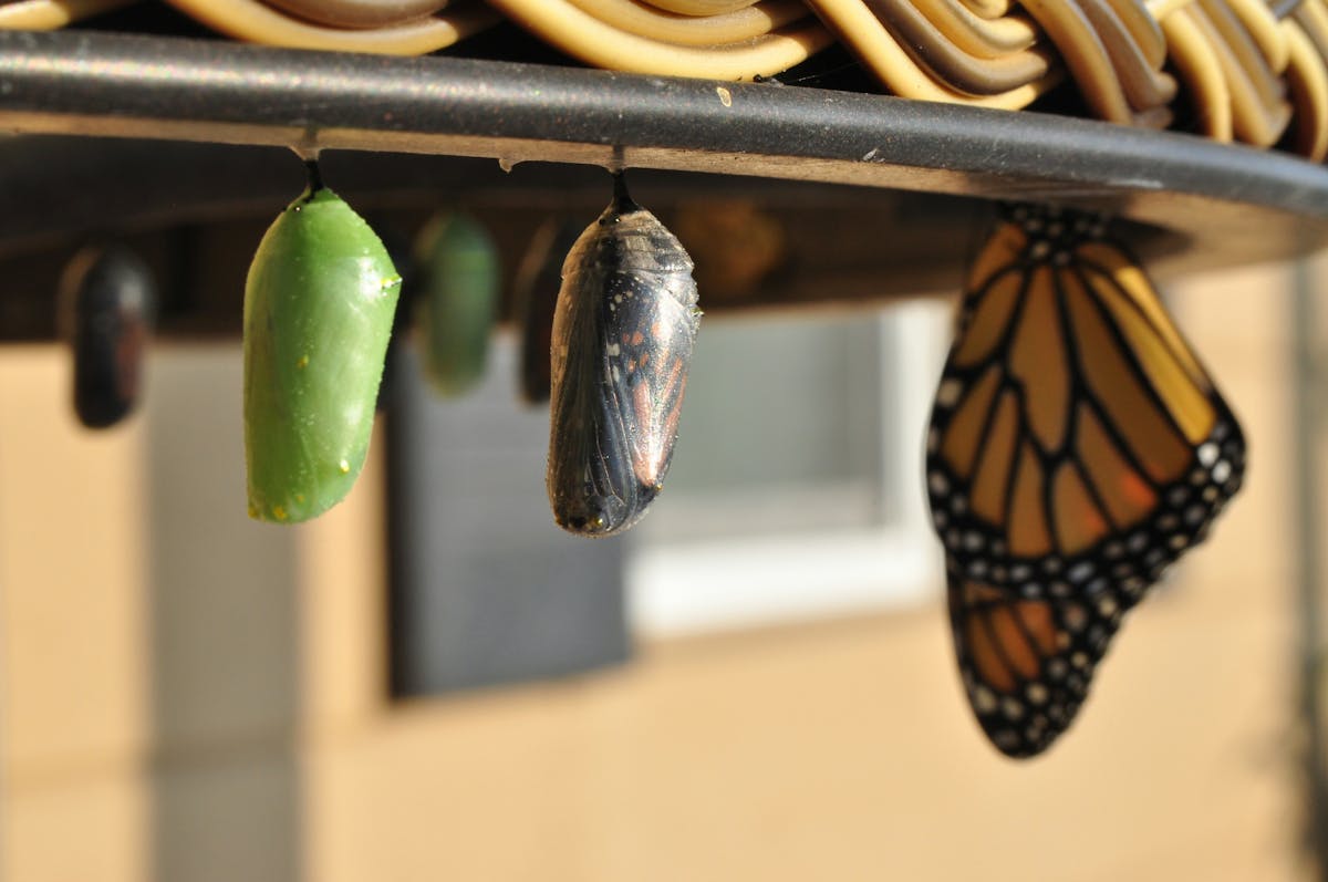 Stages of Butterfly Metamorphosis