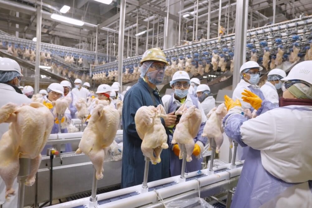 Workers in protective clothing and helmets are processing chickens on an industrial line in a poultry plant.