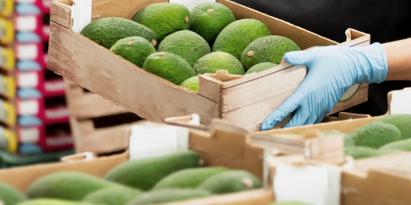 Person processing a harvest of avocados