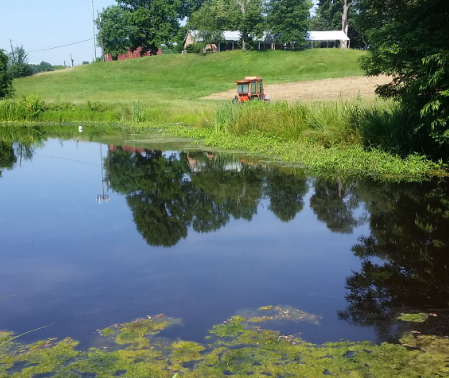 Dirty pond next to farm.