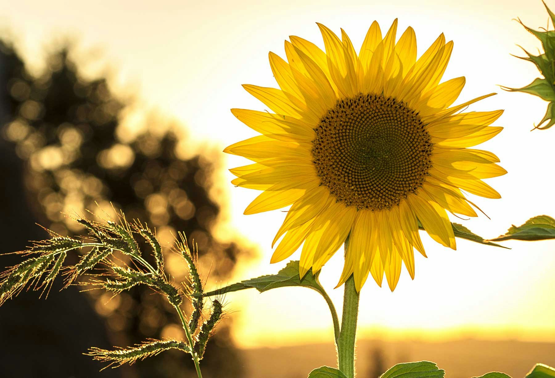 sunflower