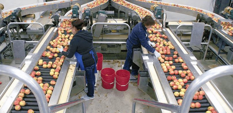 Chelan Fruit apples on the plant floor