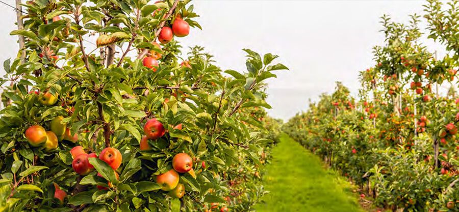 apple trees in an orchard