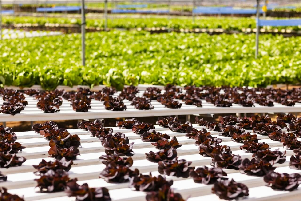 Rows of red and green lettuce varieties growing on hydroponic trays inside a large commercial greenhouse