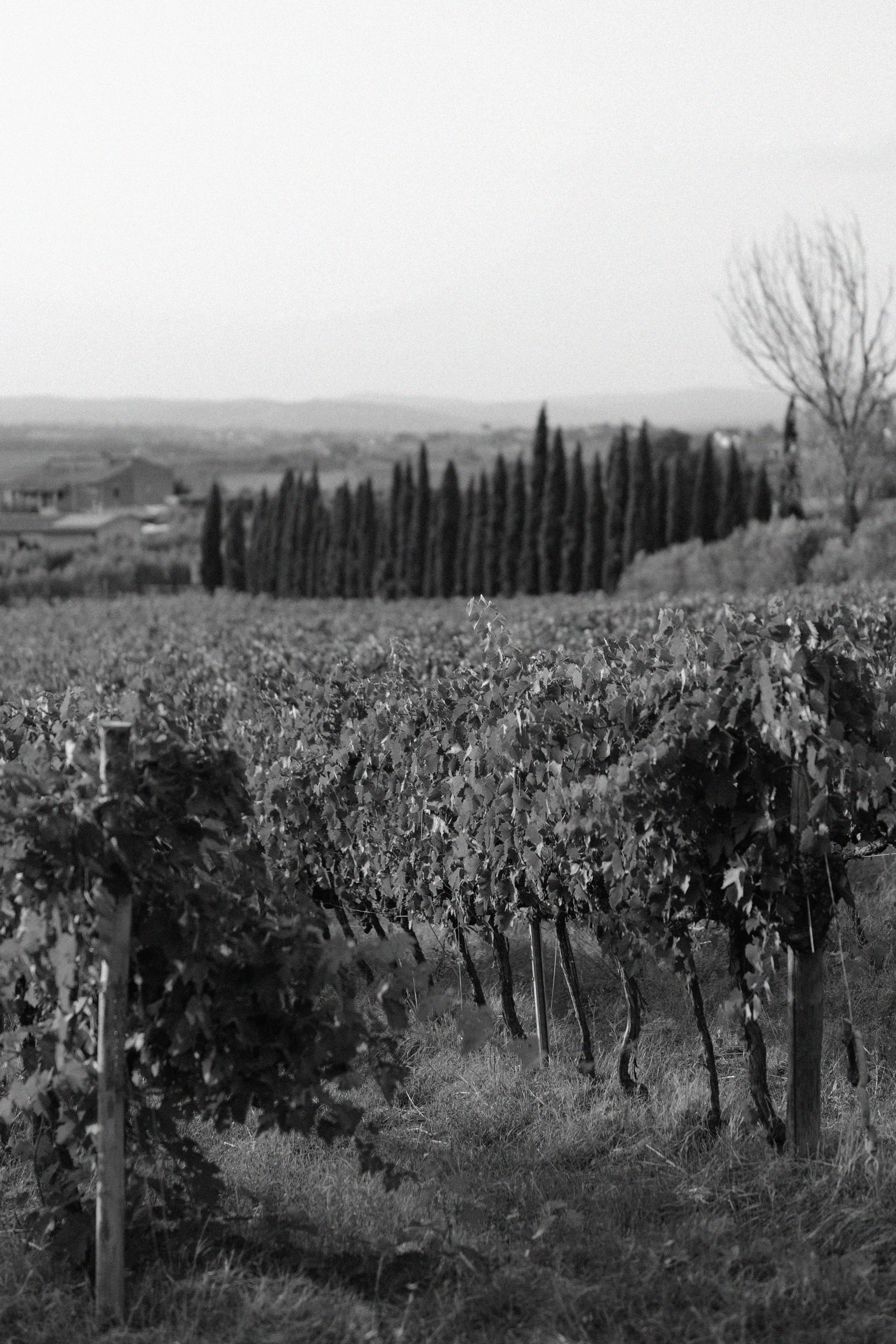 vigne