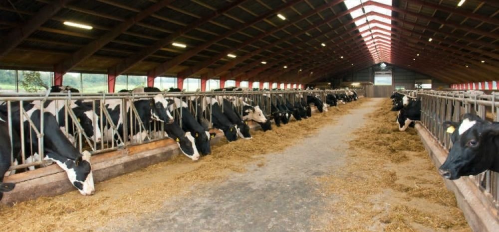 Raffrescamento evaporativo per aziende agricole e allevamento