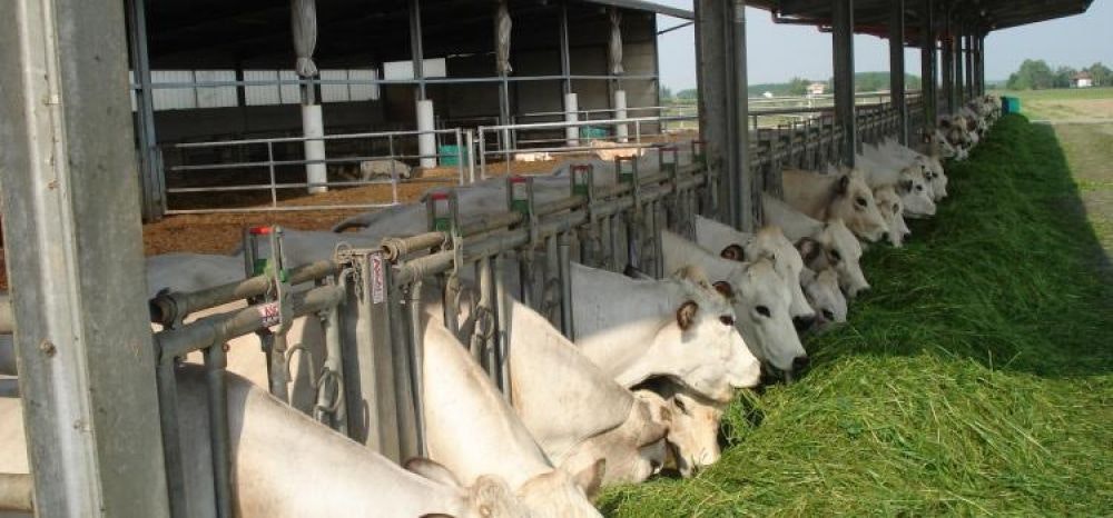 Afa negli allevamenti? Il raffrescamento evaporativo è la soluzione