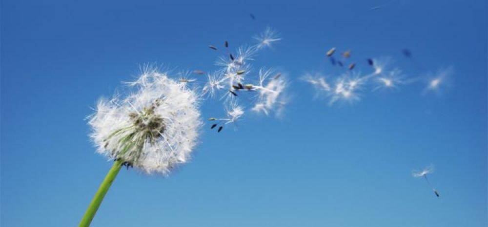 Problemi con i pollini? Abbattili con i raffrescatori evaporativi Aquarial!