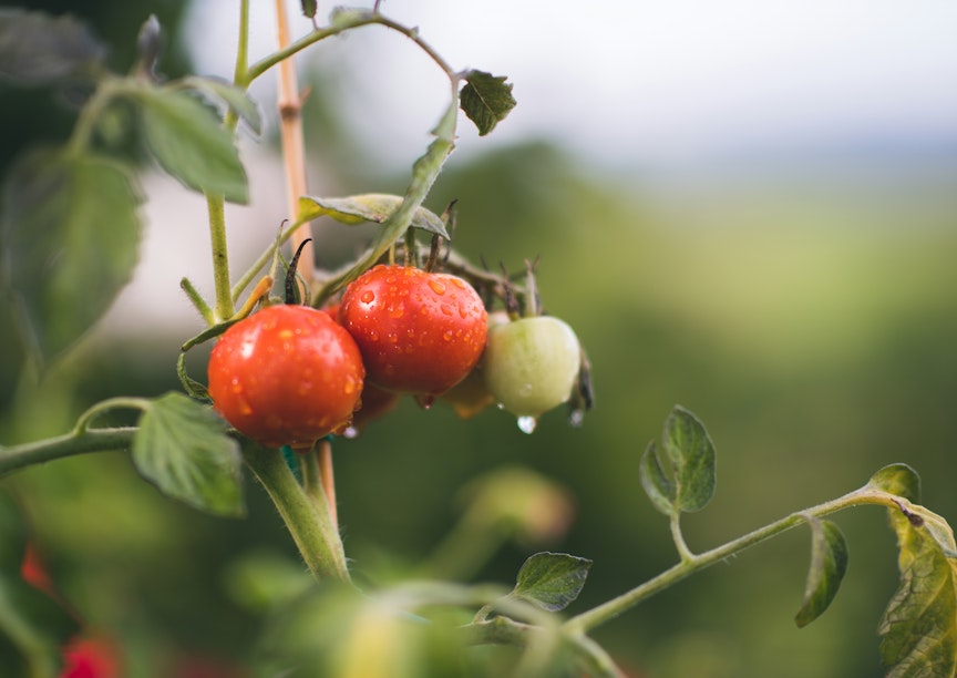organic marketing