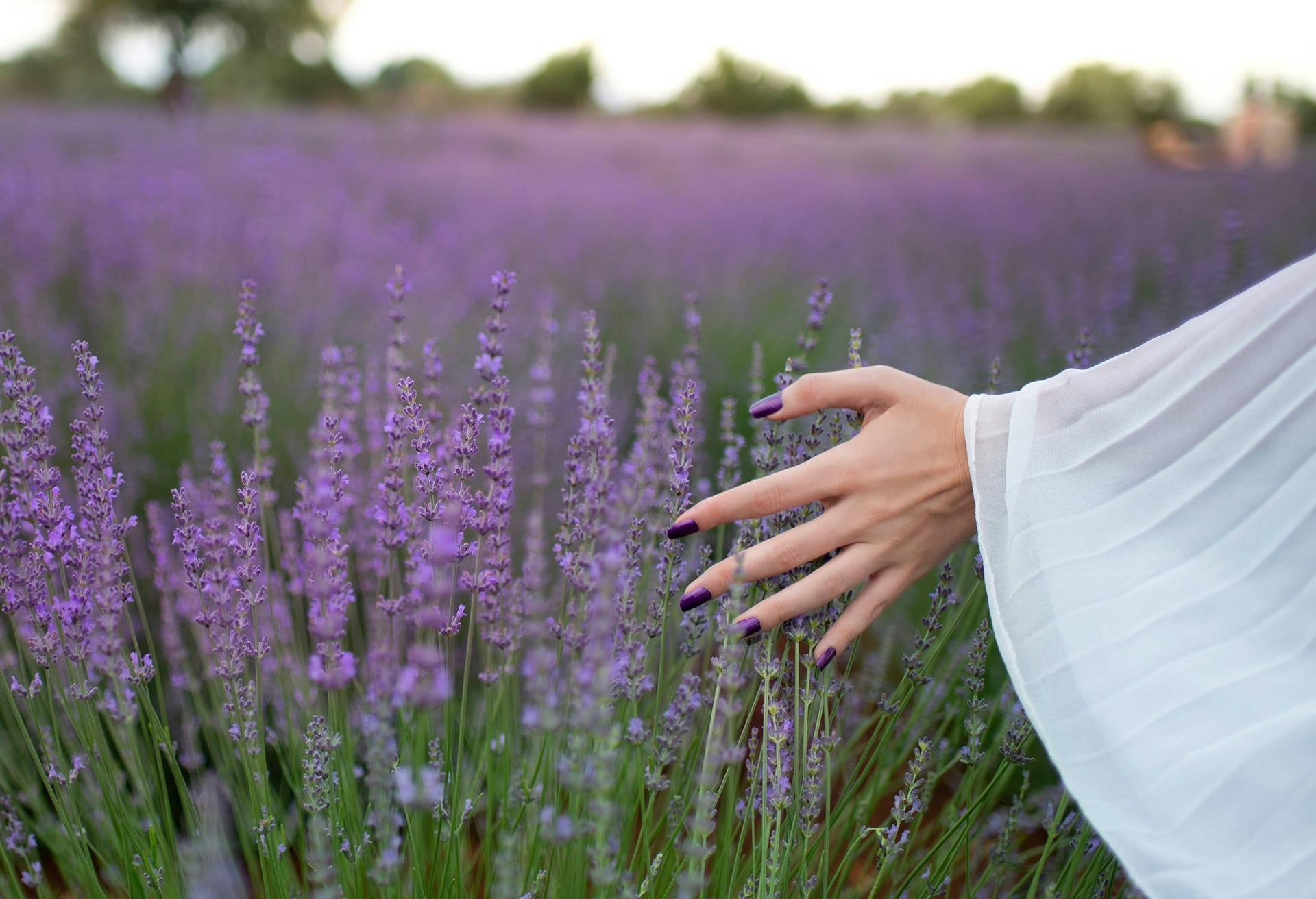 field of lavander