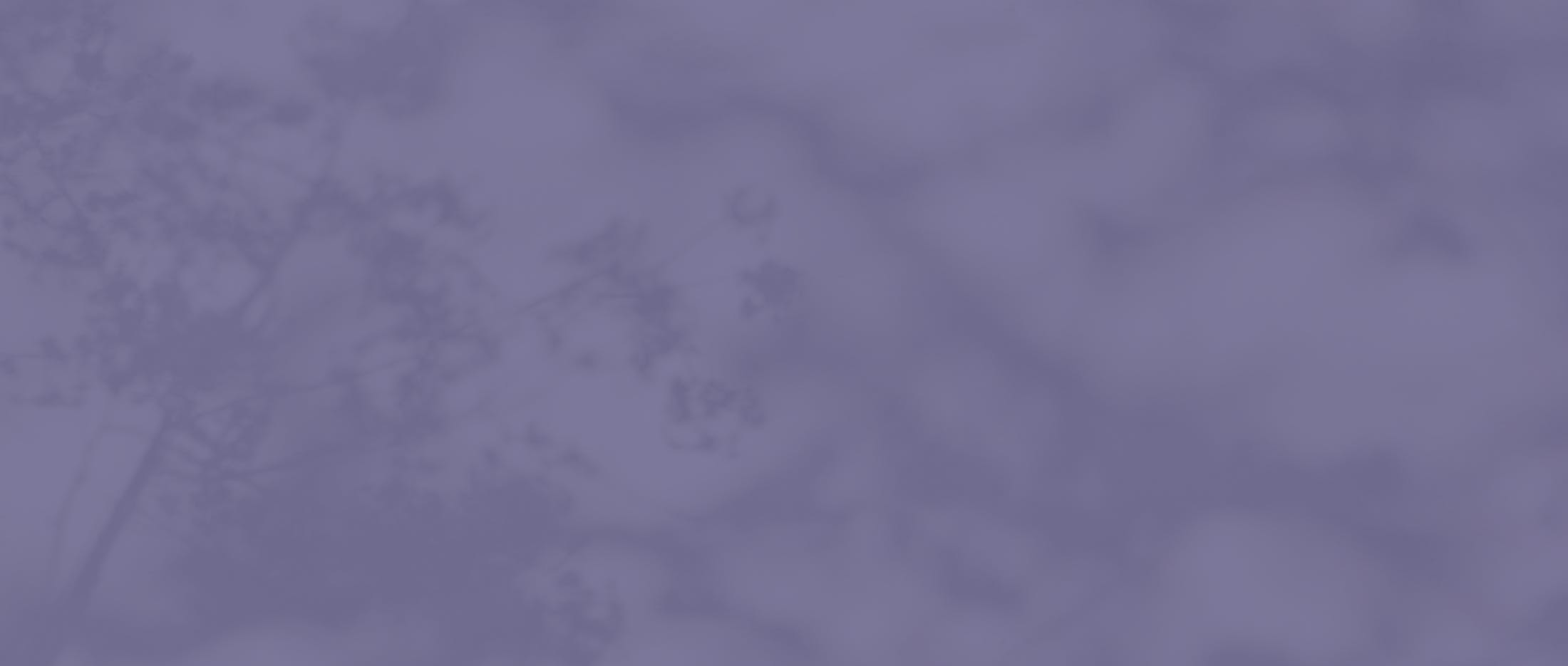 shadows of trees with a purple overlay