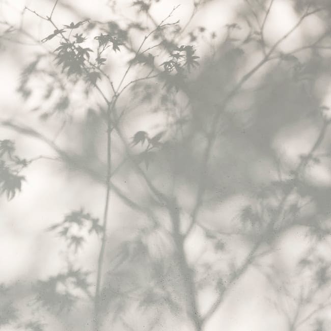 Branches of a tree