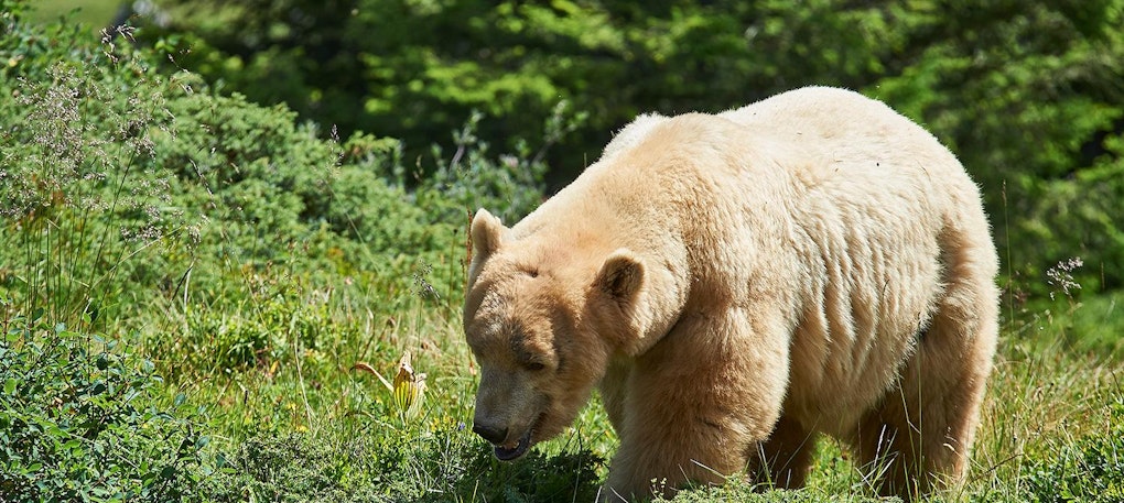 Arosa País de Oso