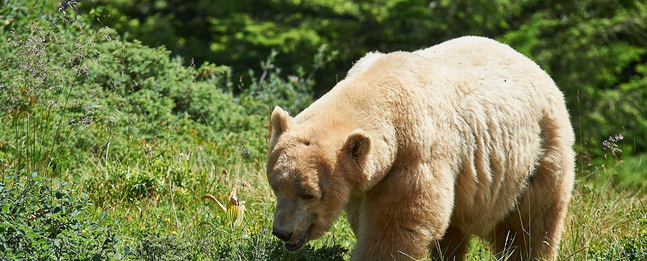 Arosa País de Oso