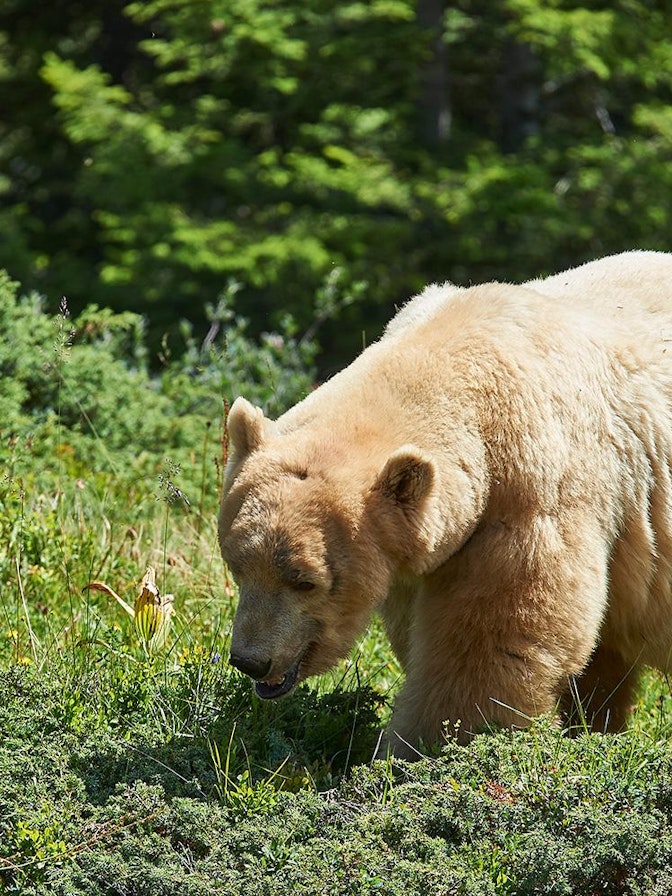 Arosa País de Oso