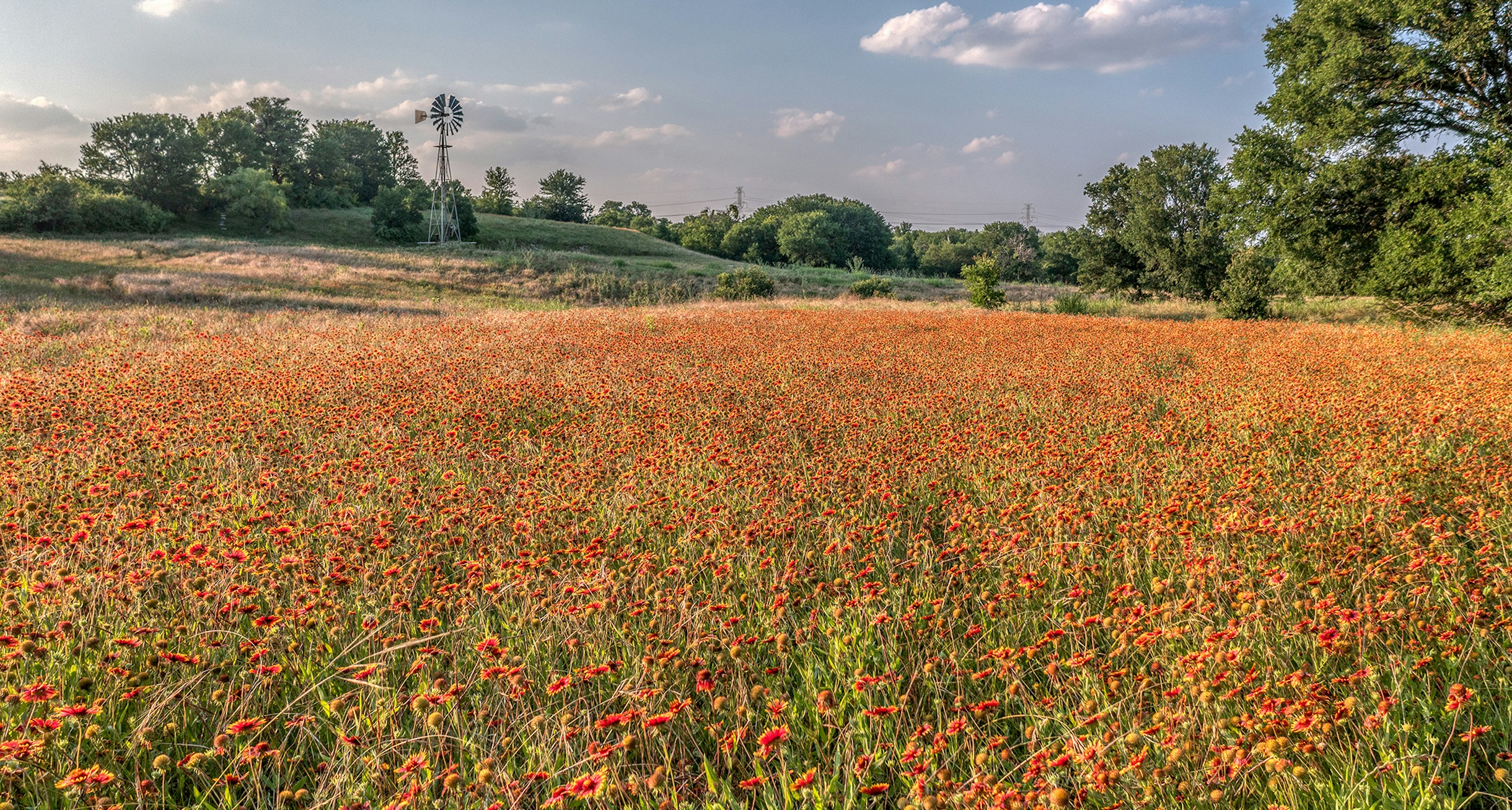 field field