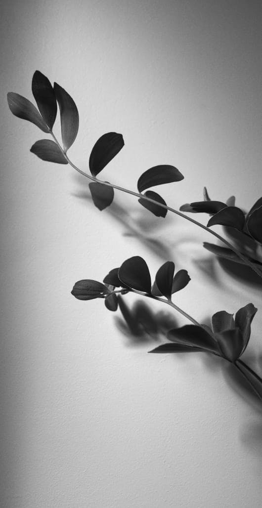 greyscale of a branch from a plant