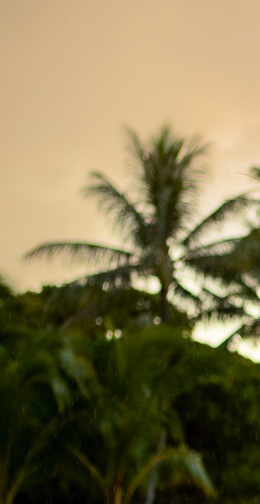 blurred image of palm tree