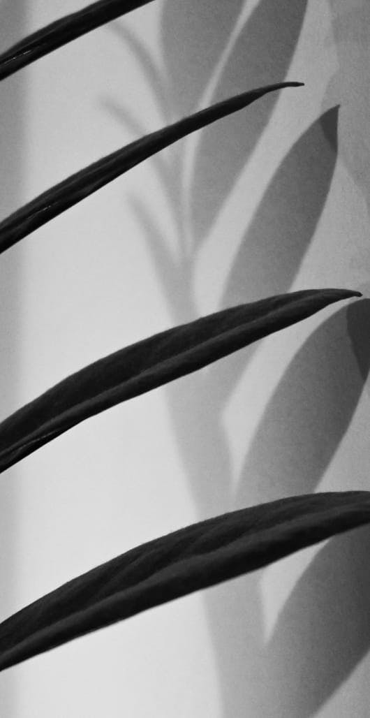 the shadow of a plant's leaves