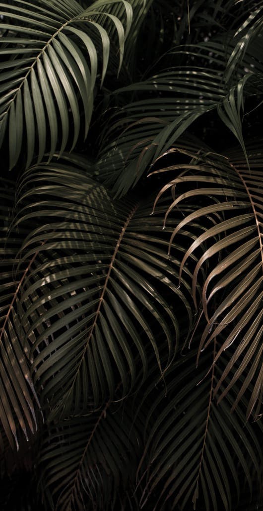 dark green ferns