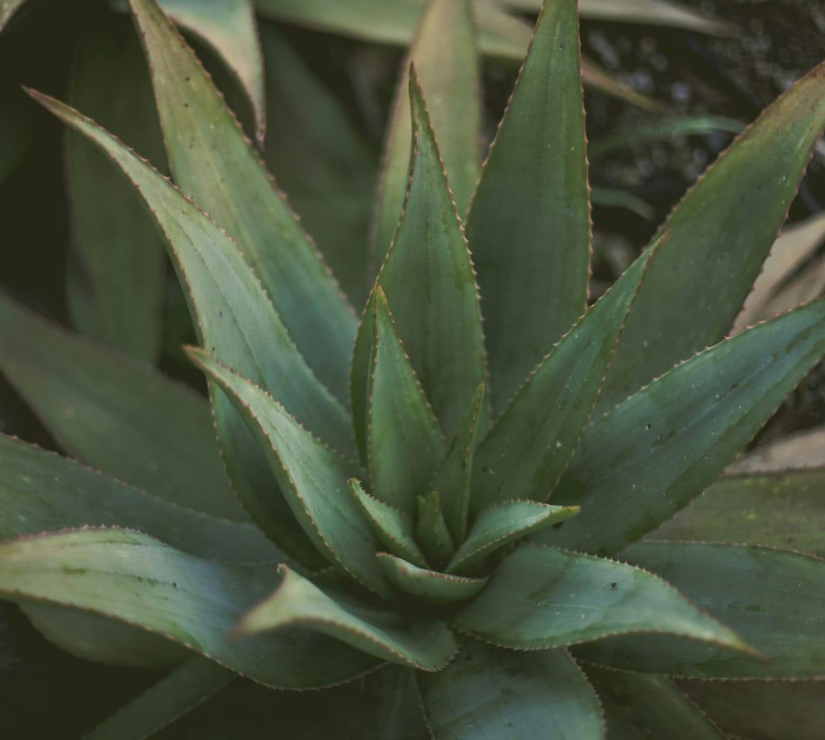 aloe vera plant