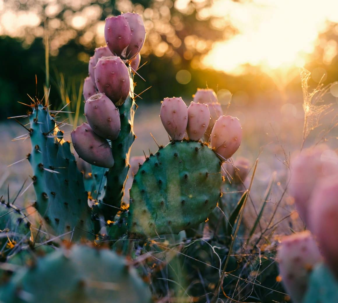 cactus