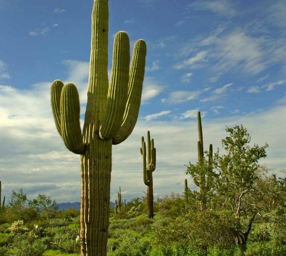 saguaro cactus