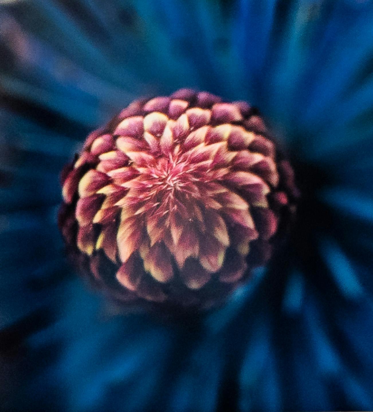 center of flower