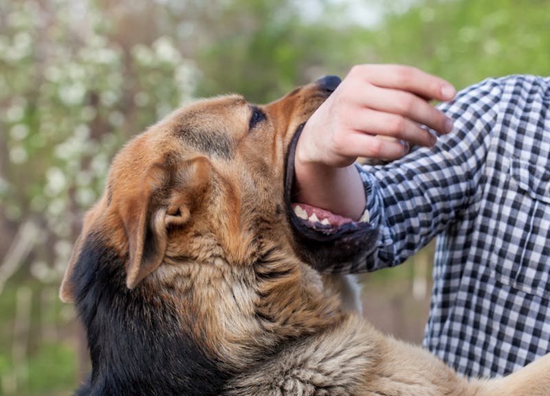 A dog biting a man's arm
