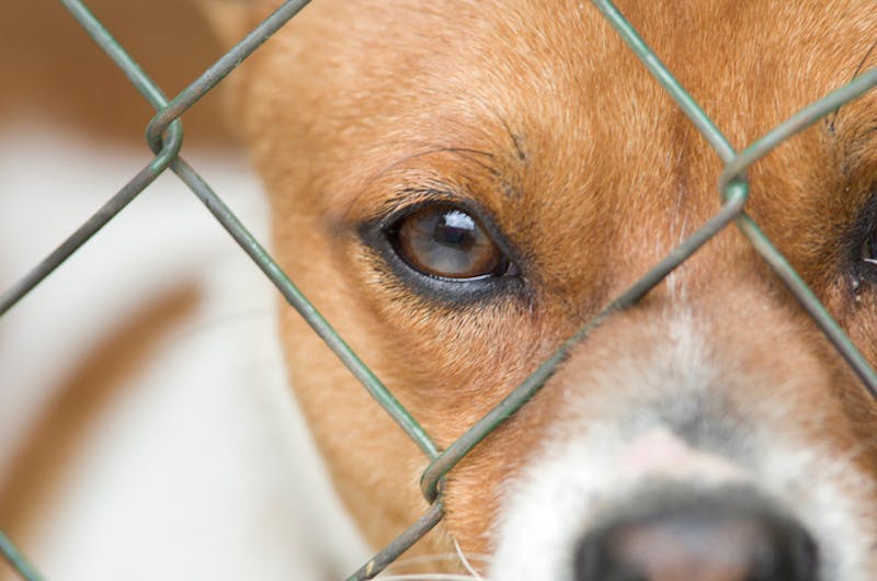 Close up of a dog behind a fence