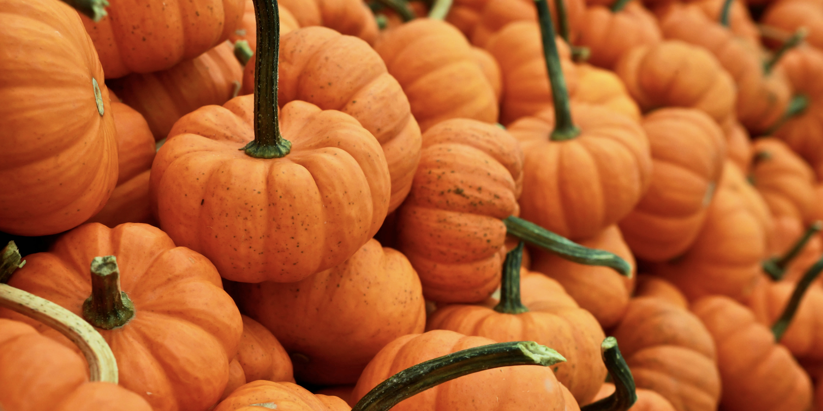 Pile of orange pumpkins