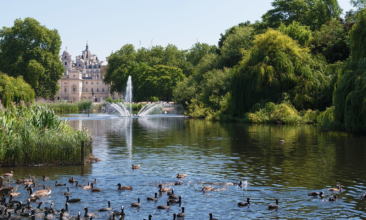 Lake with ducks and water fountain