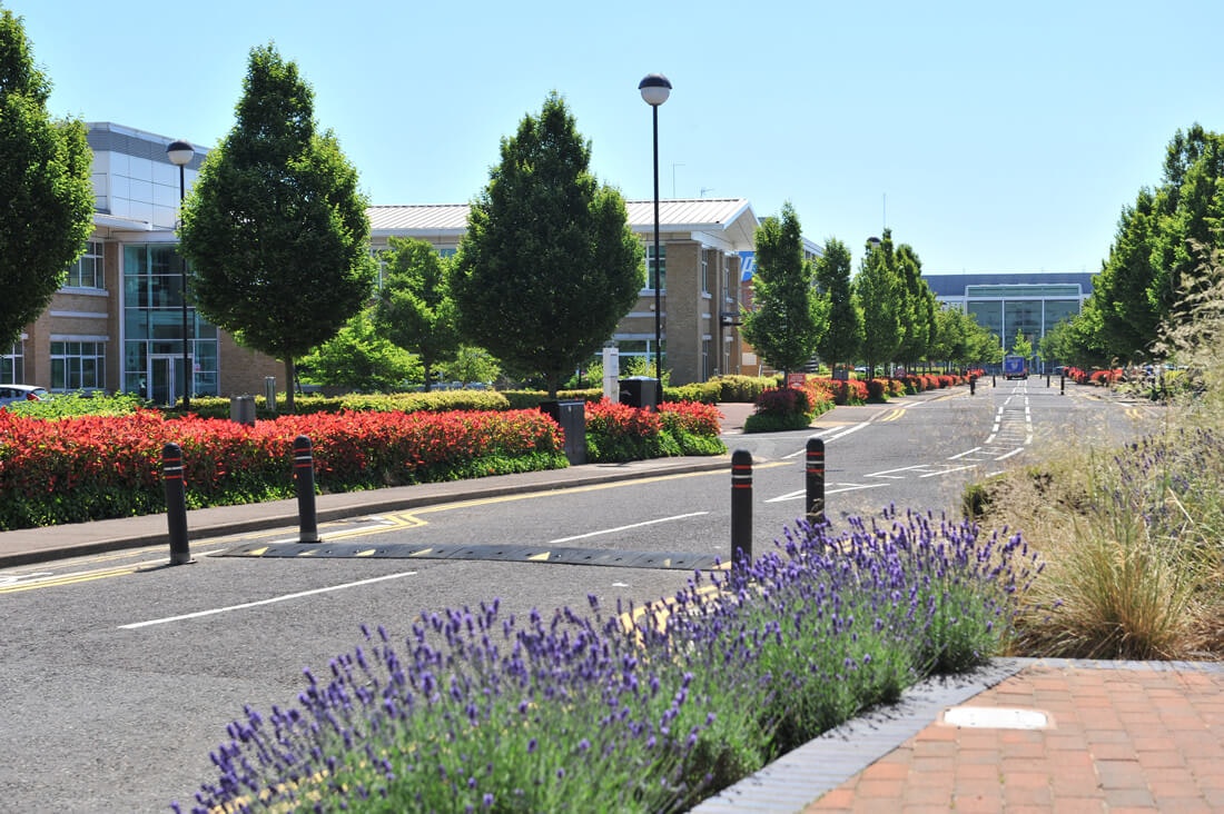 Road lines with flowers and buildings in background