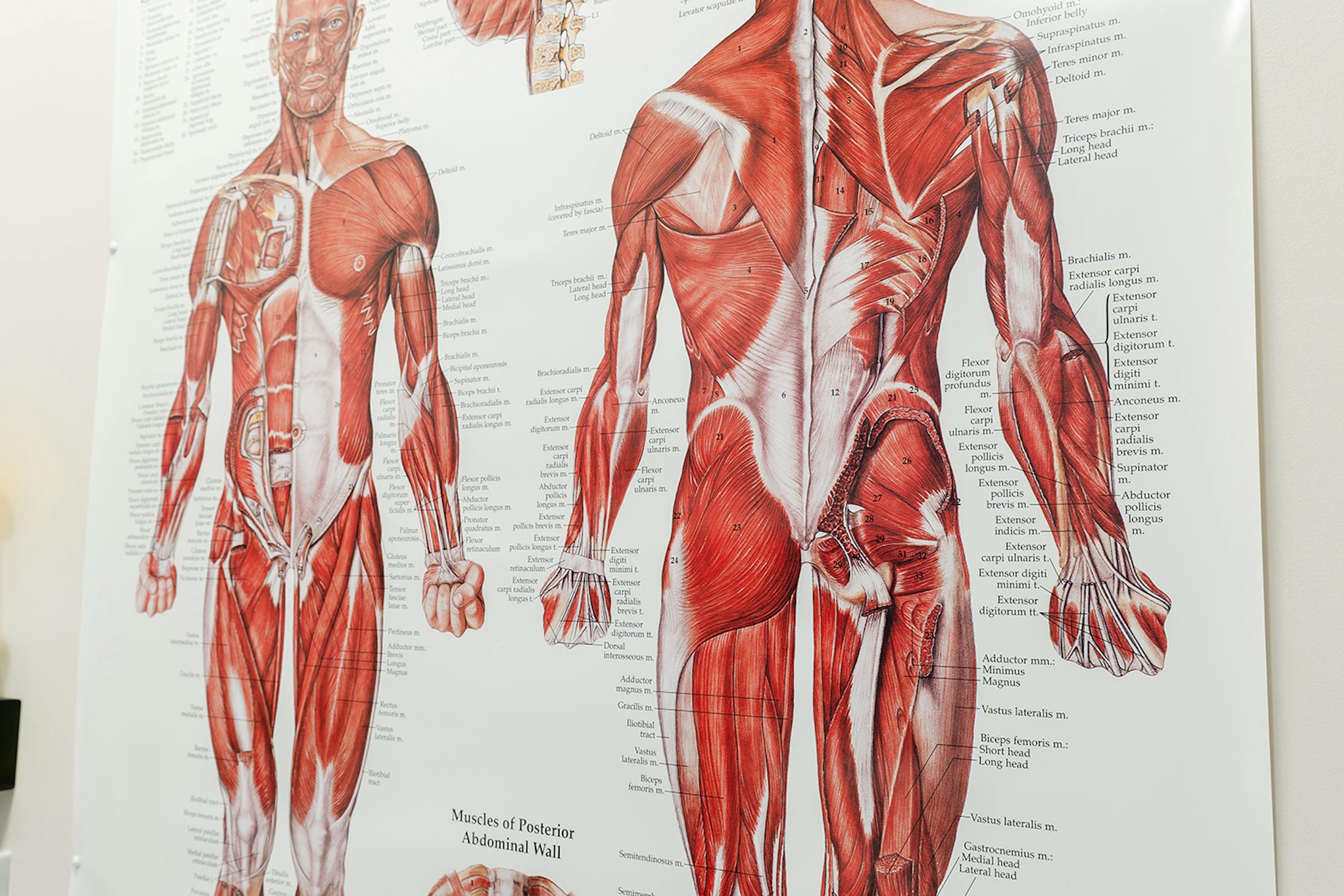 person having their back adjusted