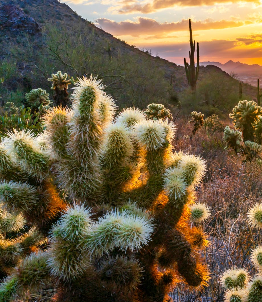 Cactus in Arizona desert