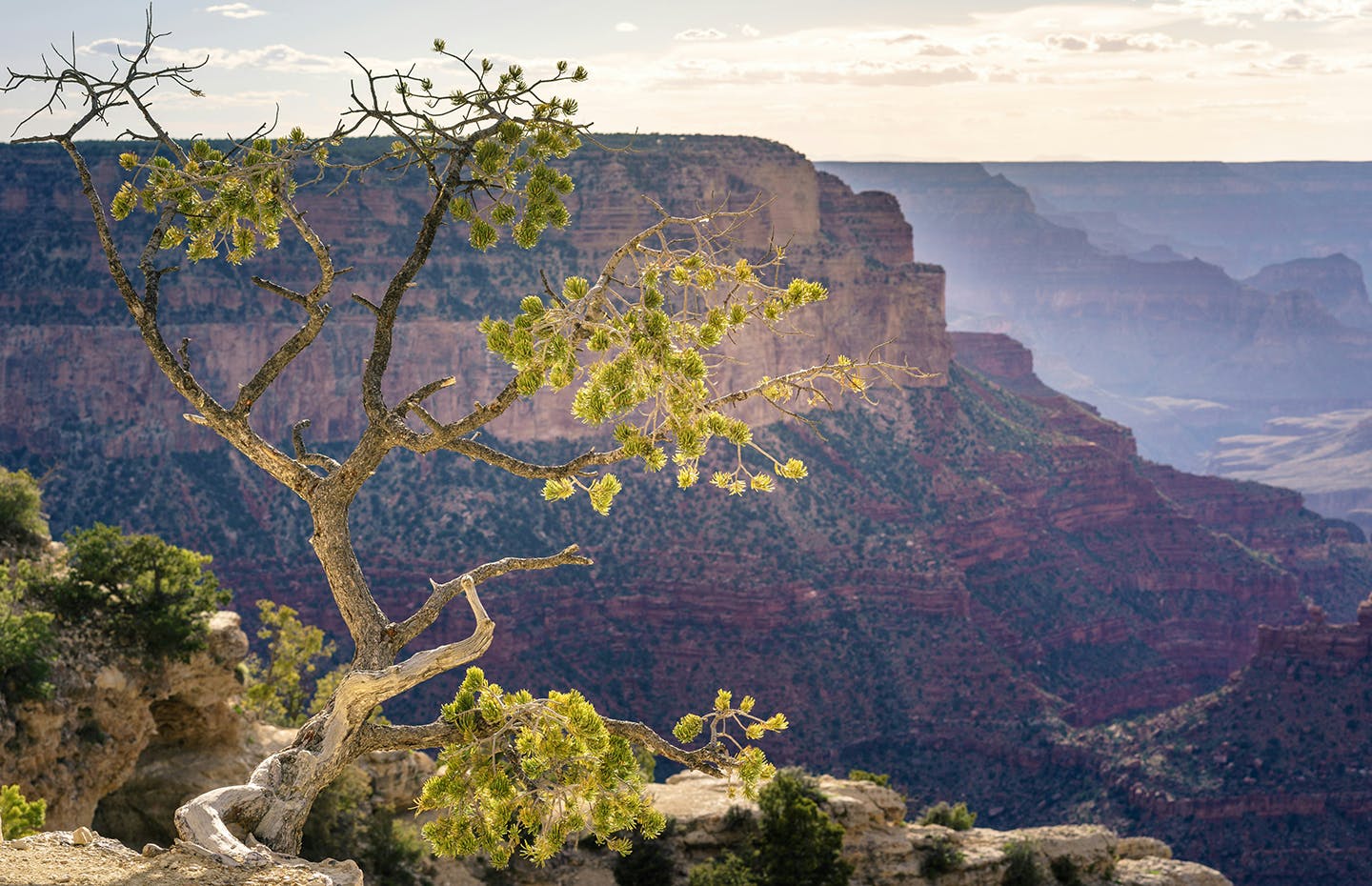 tree on top of a mountain with giant mountain in background