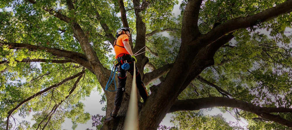 vegetation management