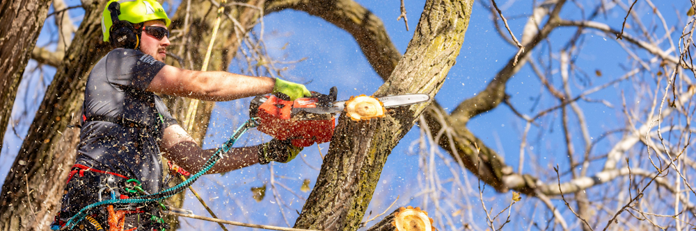 Arborist sawing tree limb
