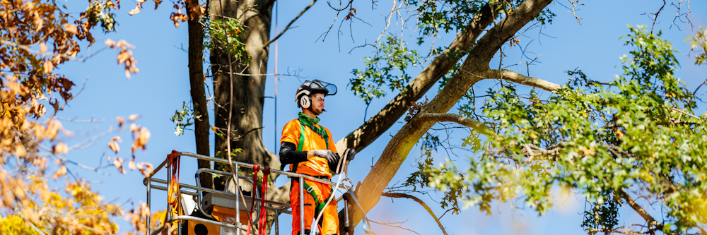 Man in tree