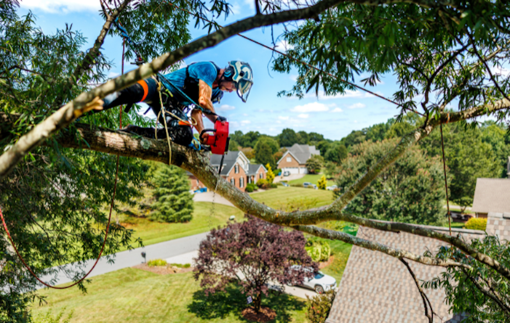 Arborist sawing tree limb