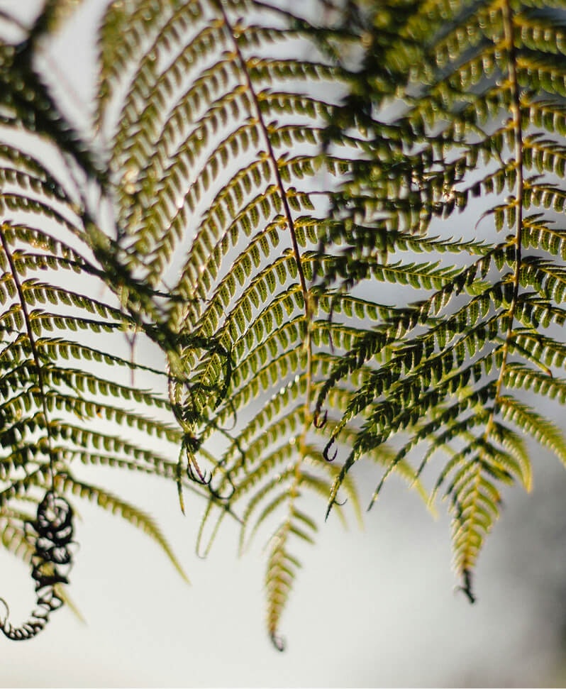 fern