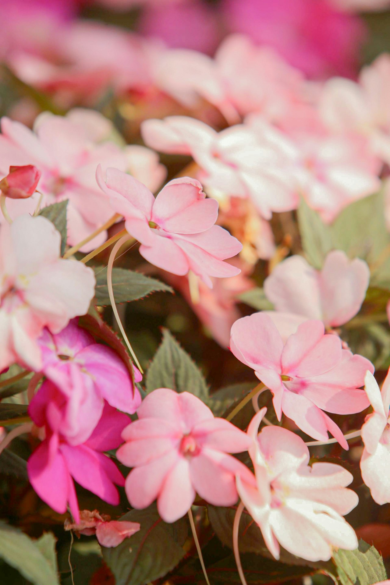 Nahaufnahme von Blumen in verschiedenen Rosatönen