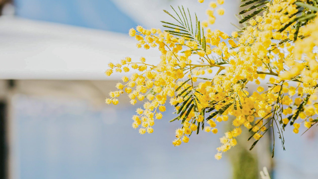 Mimosas in the hotel park Small yellow flowers in front of a blurred background