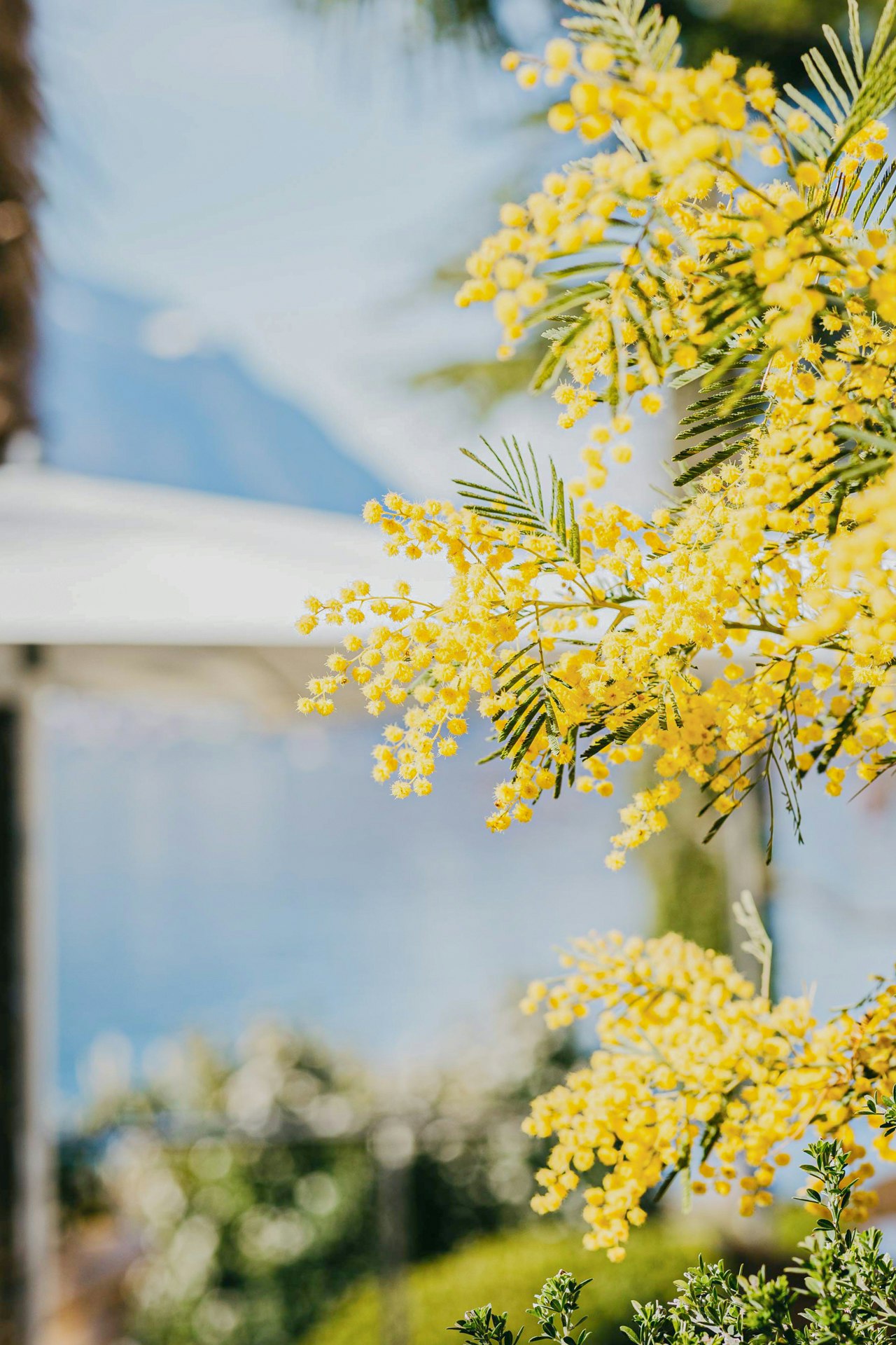 Petites fleurs jaunes sur fond flou