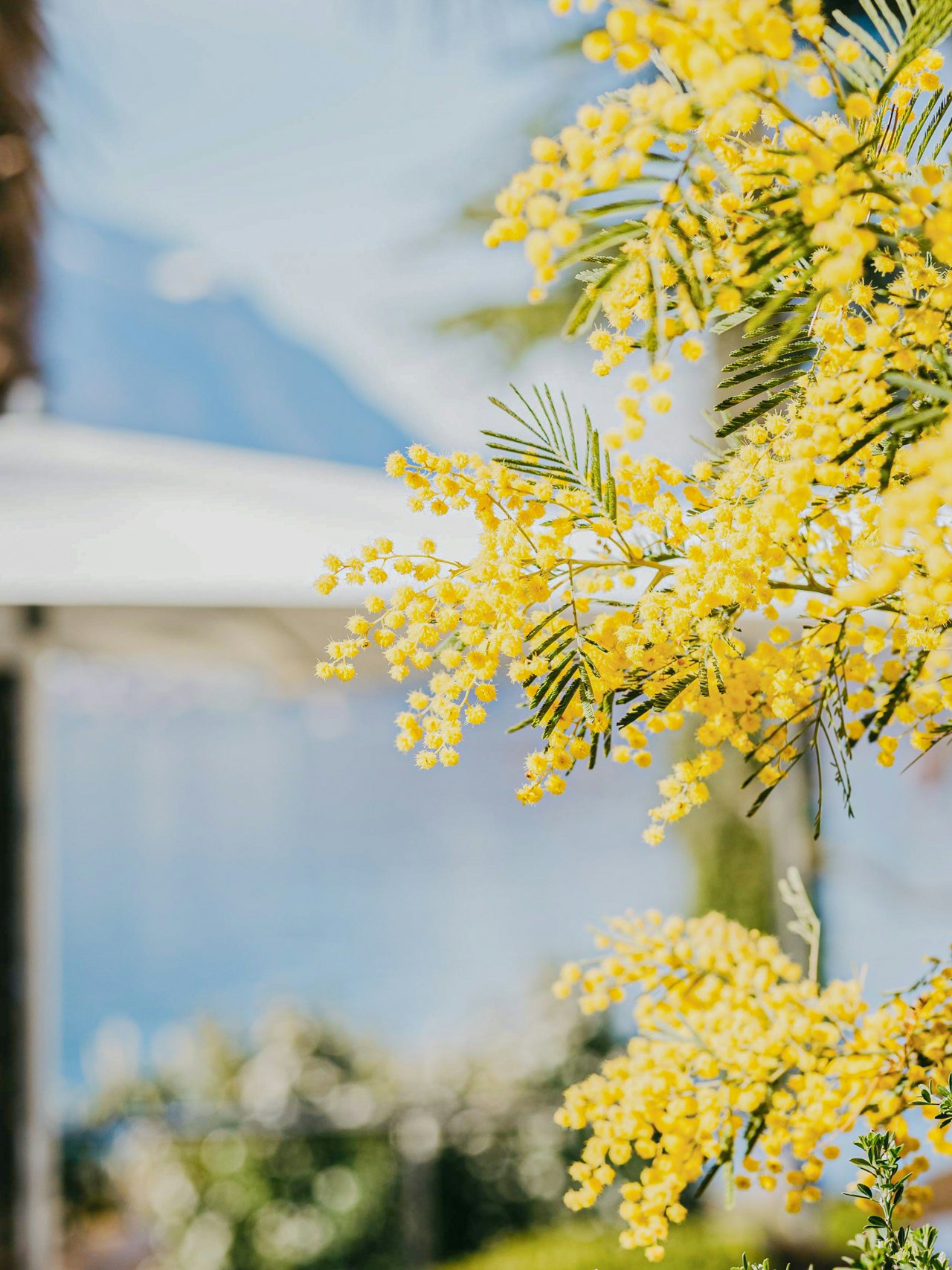 Mimosen im Hotelpark Kleine gelbe Blüten vor unscharfem Hintergrund